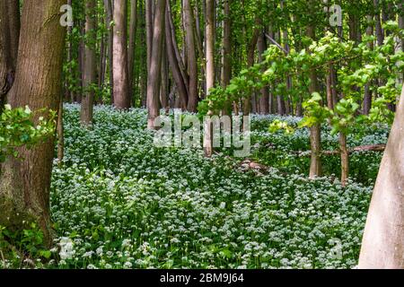 Hardegg: blooming Bärlauch (Allium ursinum), wild garlic, trees, Thaya River National Park Thayatal - Podyji, in Weinviertel, Niederösterreich, Lower Stock Photo