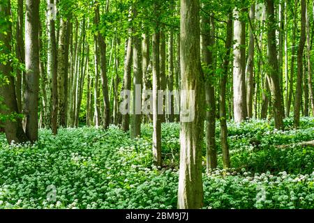 Hardegg: blooming Bärlauch (Allium ursinum), wild garlic, trees, Thaya River National Park Thayatal - Podyji, in Weinviertel, Niederösterreich, Lower Stock Photo