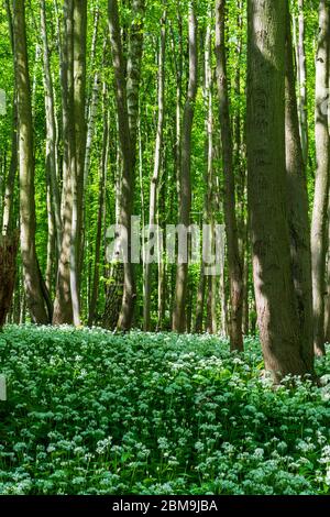 Hardegg: blooming Bärlauch (Allium ursinum), wild garlic, trees, Thaya River National Park Thayatal - Podyji, in Weinviertel, Niederösterreich, Lower Stock Photo