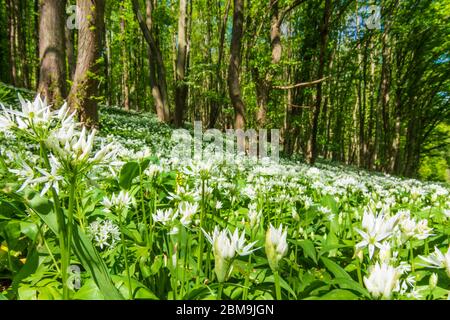 Hardegg: blooming Bärlauch (Allium ursinum), wild garlic, trees, Thaya River National Park Thayatal - Podyji, in Weinviertel, Niederösterreich, Lower Stock Photo