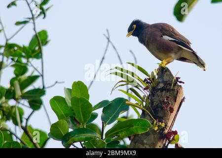 single bird is sitting on the branch tree Stock Photo