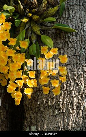 Dendrobium lindleyi Steud is a plant of the genus Dendrobium. They are found in the mountains of southern China  (Guangdong, Guangxi, Guizhou, Hainan) Stock Photo