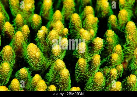 Acrapora hard coral polyps with flourescent color, Bali Indonesia. Stock Photo