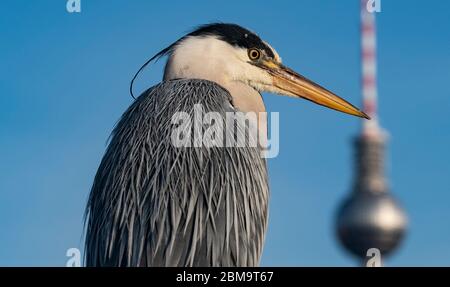Berlin, Germany. 08th May, 2020. A heron sits on the railing of a bridge not far from the television tower. Credit: Paul Zinken/dpa-zb-Zentralbild/dpa/Alamy Live News Stock Photo