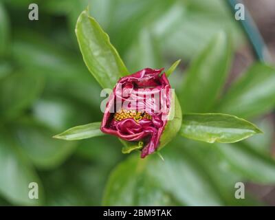 Deep red Peony bud about to open Stock Photo