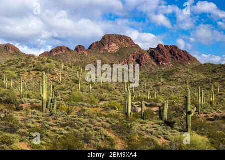 Vulture Peak in springtime, Arizona's Sonoran desert. Tall Saguaro Cactus litter the hillside, surrounded by green desert plants. Rocky peak, blue sky Stock Photo