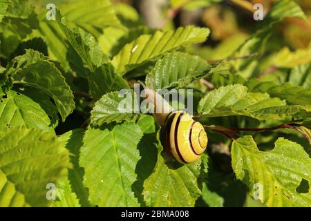 Snail slowly creeps on the leaves of a plant Stock Photo