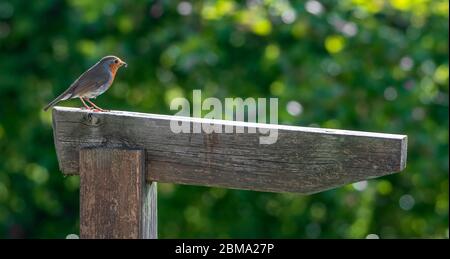 Robin redbreast Erithacus rubecula perched on a wooden signpost Stock Photo