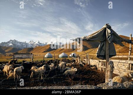 Scarecrow from jacket and corral with sheep herd near yurt nomadic camp and canteen building at mountain valley in Central Asia Stock Photo