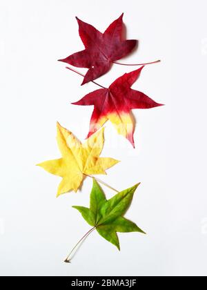 Autumn falling leaves isolated on white background. Autumn concept. Stock Photo