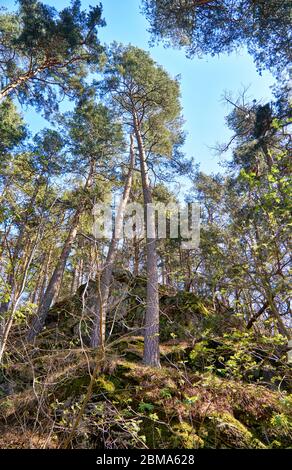 Mixed deciduous and coniferous forest of beech and pine on a slope.