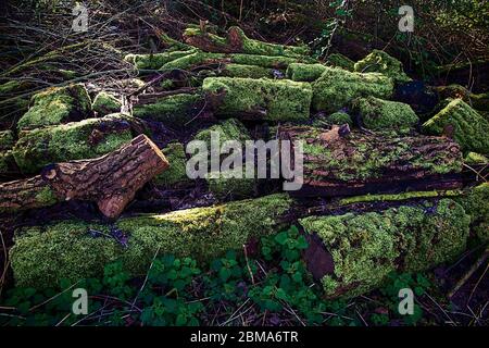logs with moss on them Stock Photo
