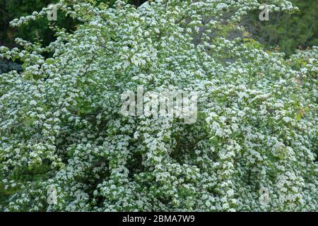 Hawthorn tree in full flower with white flowers in May. Stock Photo