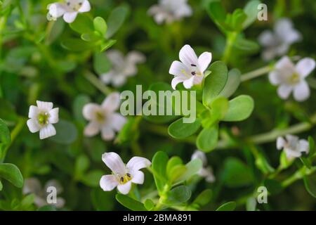fresh bacopa herb with purple flowers in the garden Stock Photo