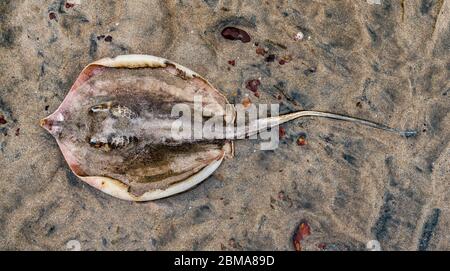 Closeup photo of Stingray fish aka Whipray with long tail, on beach sand. Washed up dead due to marine pollution viz oilspill and excessive fishing. Stock Photo