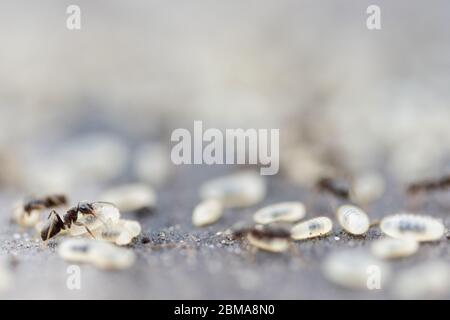 ant drags a chrysalis into an ant hill Stock Photo