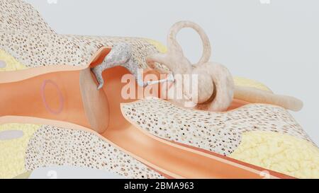 3d render structures of the human ear with the image of all the ...