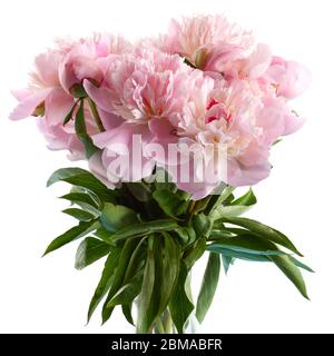 peonies isolated on white background Stock Photo