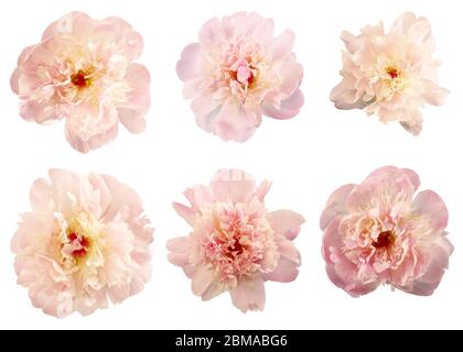 six peony flowers isolated on white background Stock Photo