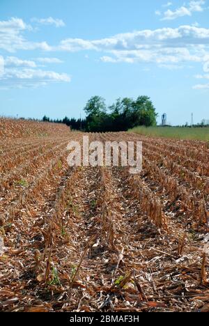 A field of corn growing in the Italian region of Friuli. It is September and the corn has just been harvested after being left to go dry Stock Photo