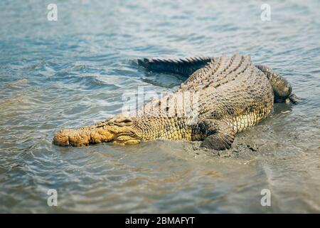 saltwater crocodile, estuarine crocodile (Crocodylus porosus), lying in shallow water, Australia Stock Photo