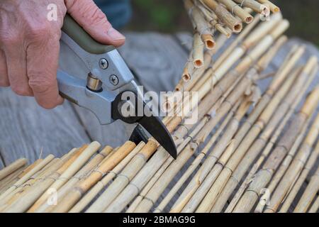 insect hotel is made with reed, reed is cut, series picture 1/4, Germany Stock Photo