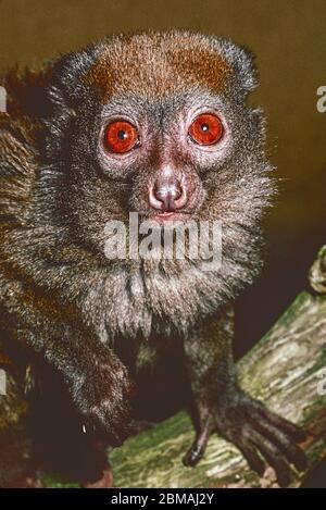 Male Eastern Lesser Bamboo or Grey Gentle Lemur, (Hapalemur griseus griseus,)  from Eastern Madagascar.  Vulnerable species. Stock Photo