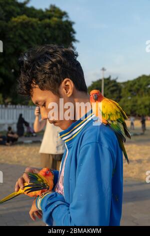 Yogyakarta, Indonesia - July 16, 2019: A young plays with a couple of lovebirds, on the Alun Alun Utara esplanade in Yogyakarta. Stock Photo