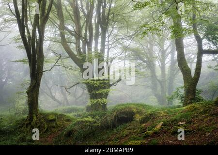 A misty spring woodland, Cornwall Stock Photo