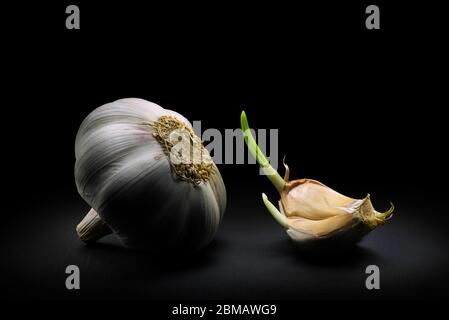 Fresh garlic with one garlic clove on a black dramatic background. Stock Photo