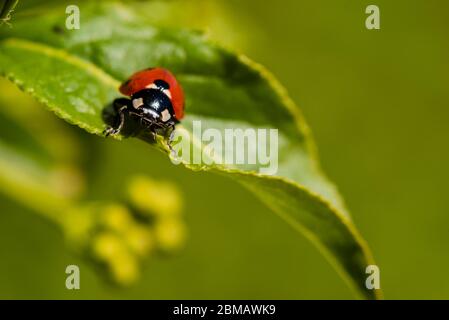 Macro photo of a lady bug, lady bug sitting on a plant, close up of a lady bug Stock Photo