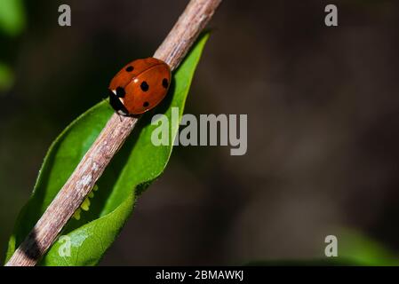 Macro photo of a lady bug, lady bug sitting on a plant, close up of a lady bug Stock Photo