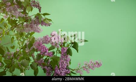 Spring season, Lilac flowers in front of green wall Stock Photo