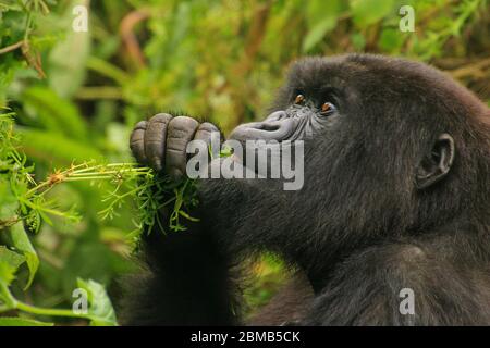 Female mountain gorilla (Gorilla beringei beringei) in the foliage. Photographed at Volcanoes National Park (Parc National des Volcans), Rwanda Stock Photo