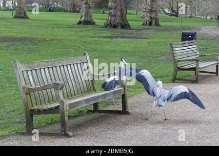 Herons in St James park London Stock Photo