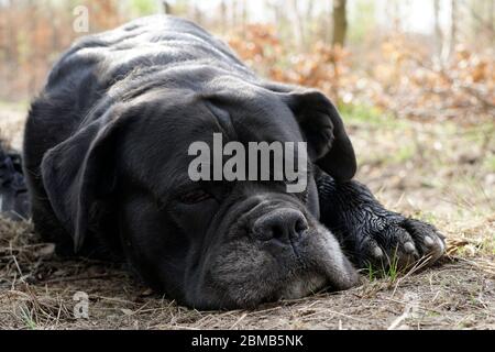 Dog - Cane Corso - black Stock Photo