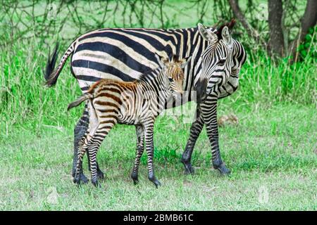 Juvenile Zebra foal with its mother Photographed in Tanzania Stock Photo