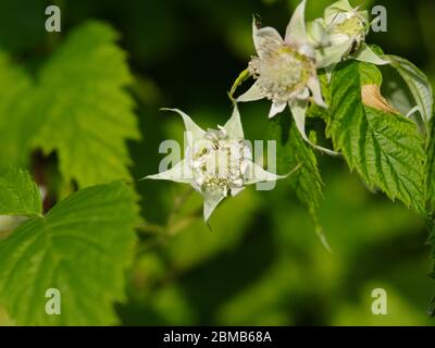Raspberry plant in flower forming fruit Stock Photo