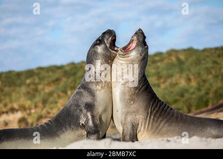 Southern Elephant Seal; Mirounga leonina; Two Play Fighting; Falklands Stock Photo