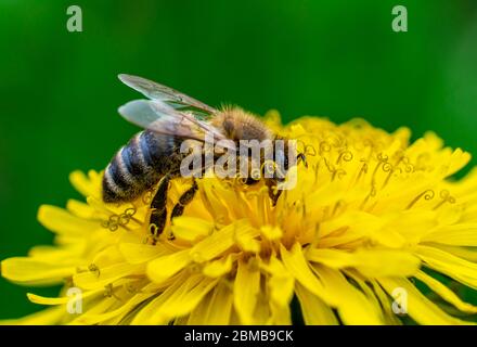 close-up shot of a bee covered with yellow pollen on a bright yellow dandelion flower. Stock Photo