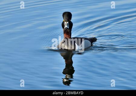 A wild ring-necked duck  (Aythya collaris); swimming in the calm water of a beaver pond in rural Alberta Canada, Stock Photo