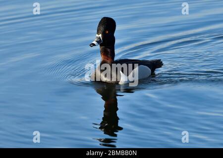 A wild ring-necked duck  (Aythya collaris); swimming in the calm water of a beaver pond in rural Alberta Canada, Stock Photo