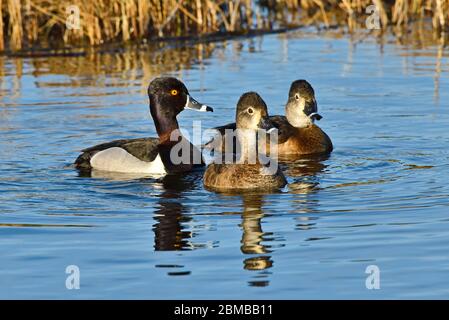 Three ring-necked ducks swimming in the calm water of a beaver pond near Hinton Alberta Canada. Stock Photo