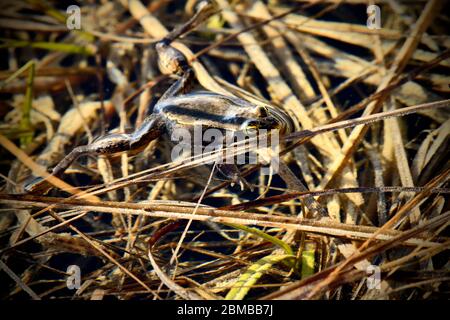 A wood frog 'Rana sylvatica'; floating in  shallow water in his watery habitat during the spring mating season in rural Alberta Canada. Stock Photo