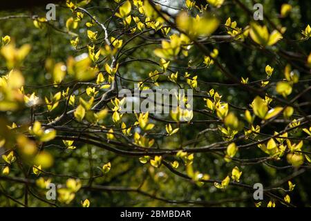 Young leaves on tree branches through which sunlight passes. Stock Photo