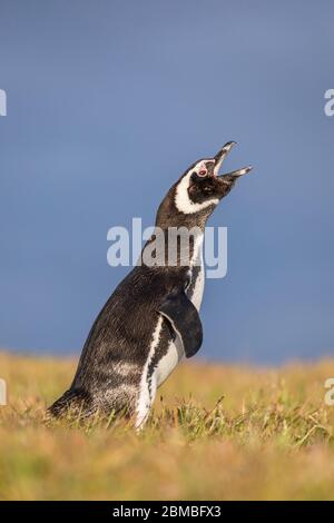 Magellanic Penguin; Spheniscus magellanicus; Calling; Falklands Stock Photo