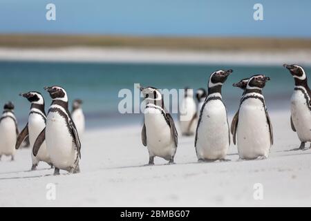 Magellanic Penguin; Spheniscus magellanicus; Group; Bleaker Island; Falklands Stock Photo