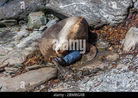 Southern Sea Lion; Otaria flavescens; Female Just Given Birth; Falklands Stock Photo