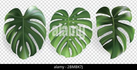 Green tropical leaves set isolated on transparent background Stock Vector