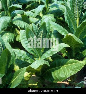 Healthy young tobacco (Nicotiana tabacum) plant leaves growing in a crop, Greece Stock Photo